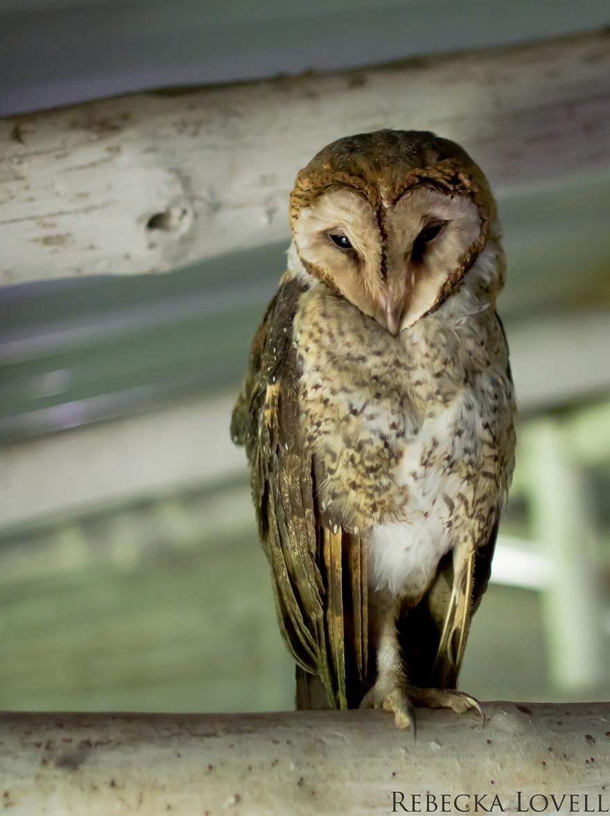 Galapagos Barn Owl