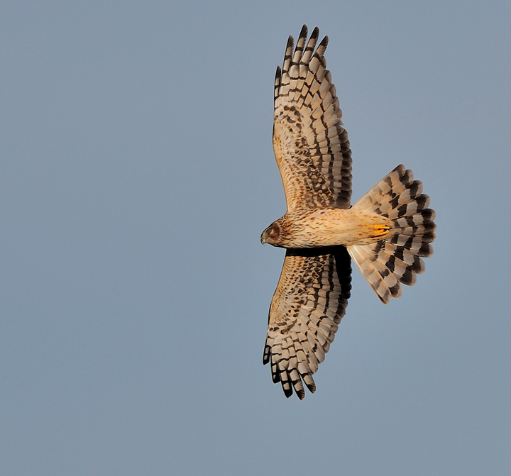 Harrier