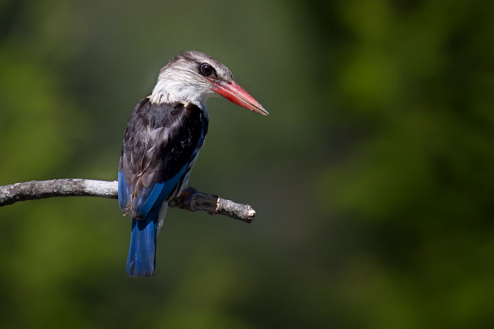 Kingfisher