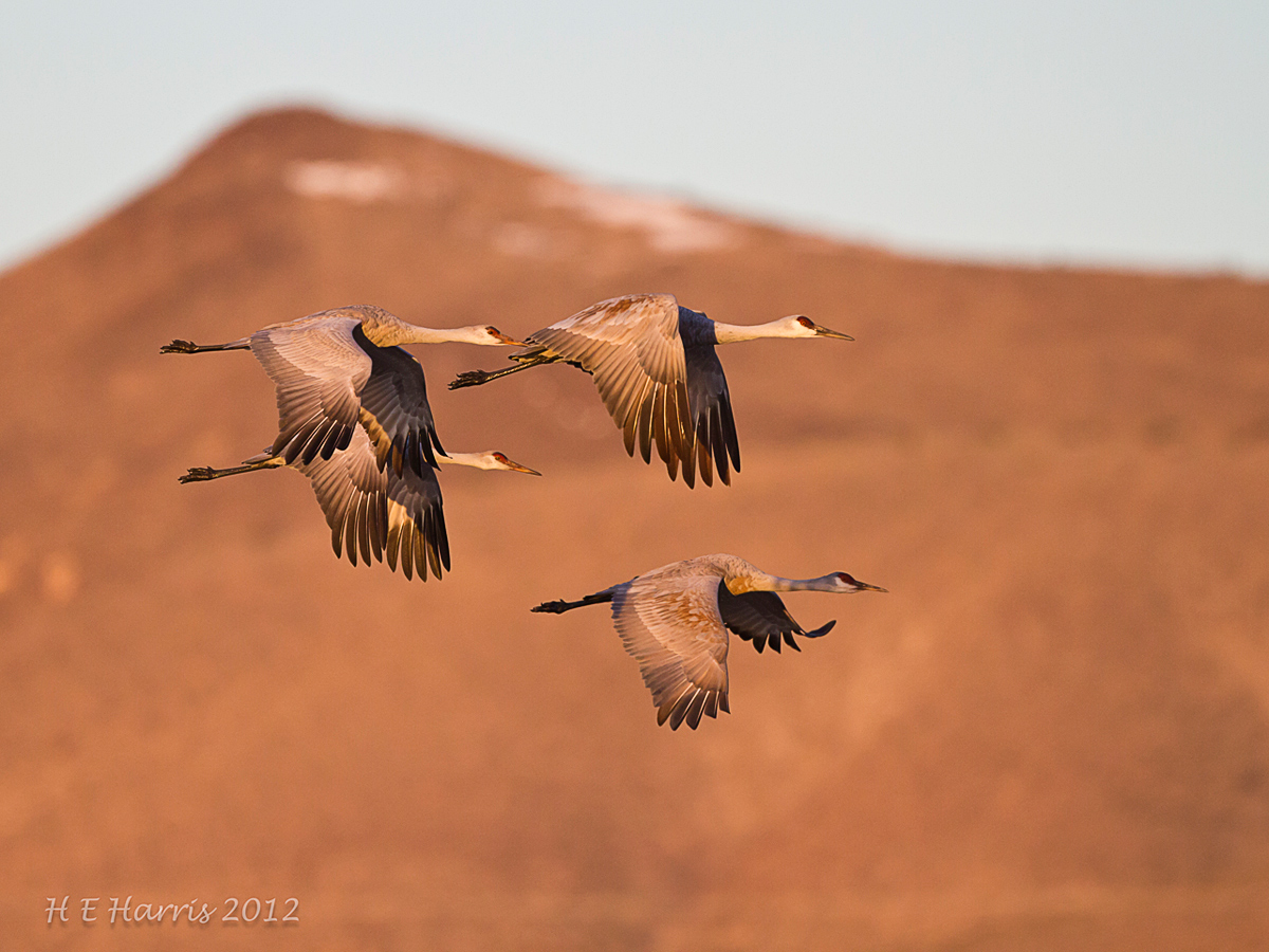 Sandhill Flyby
