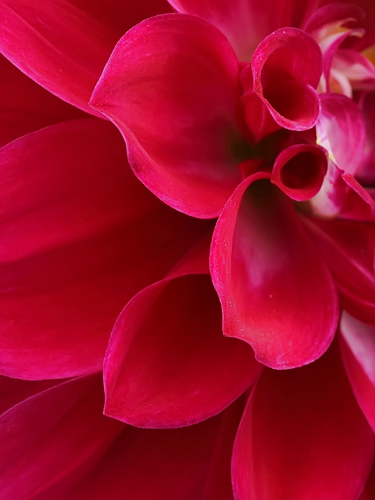 Dahlia