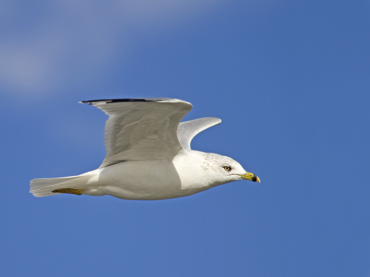 Ring-Billed Gull