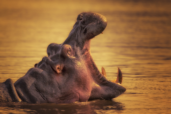 Hippo of Okavango