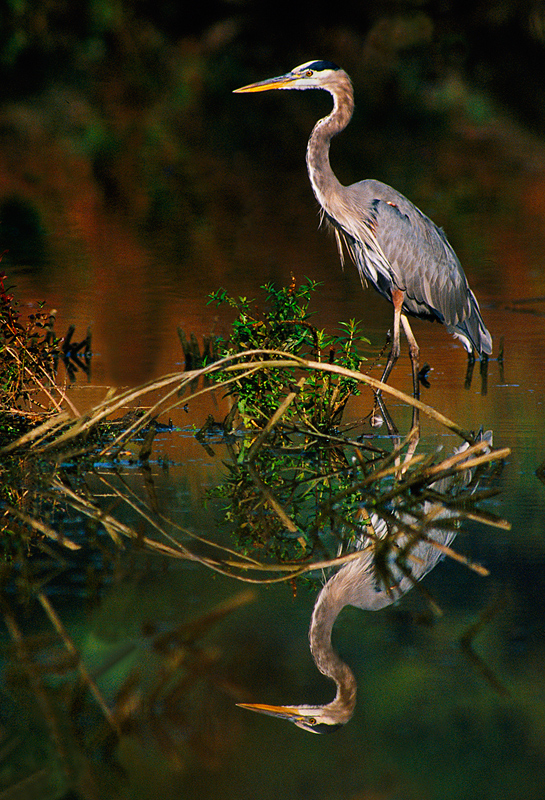 Blue Heron 