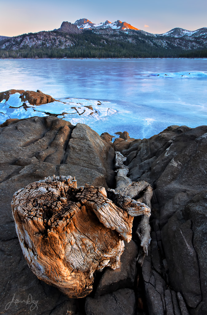 Tree Stump and Root