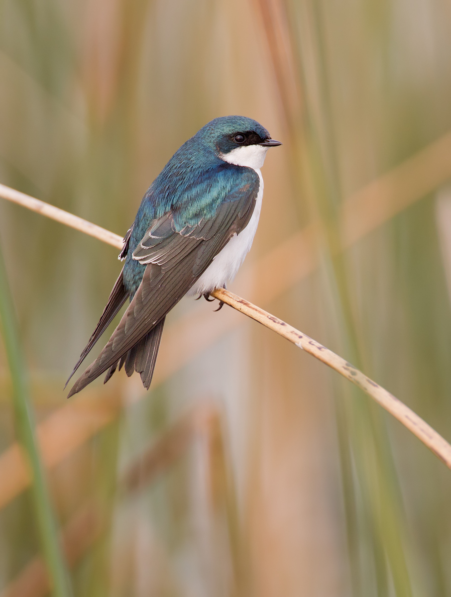 Tree swallow