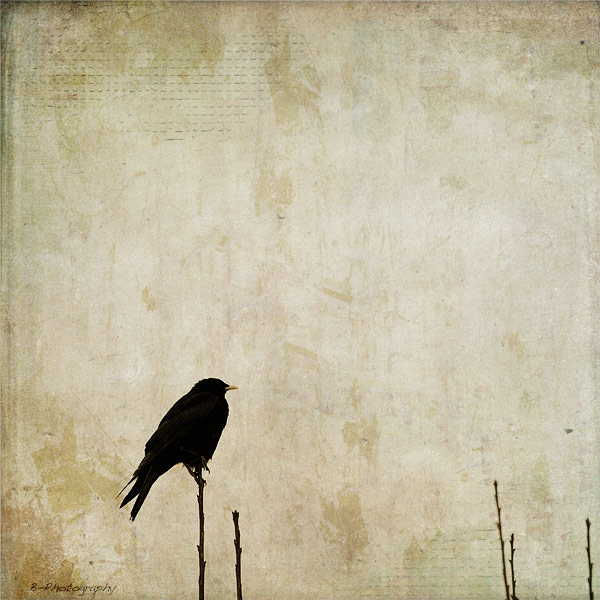free spirit I