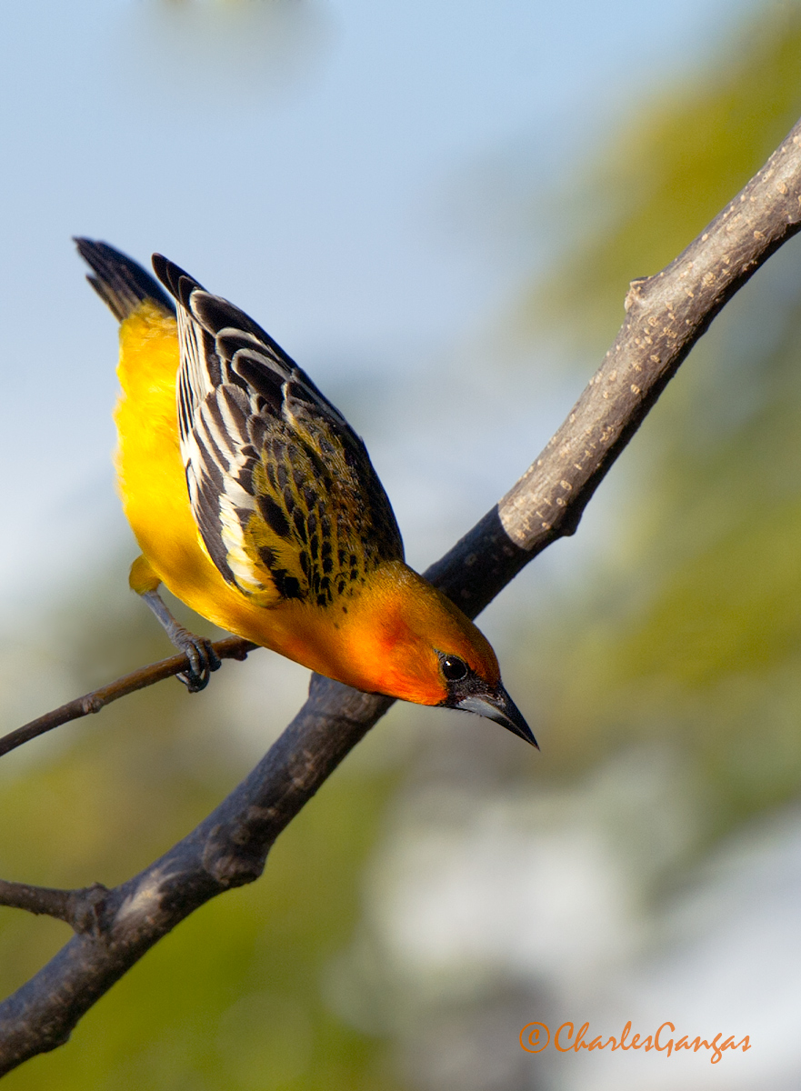 Streak-backed Oriole
