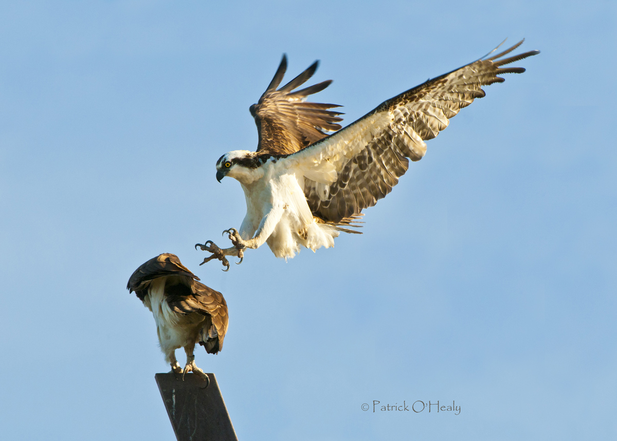 Osprey Courtship