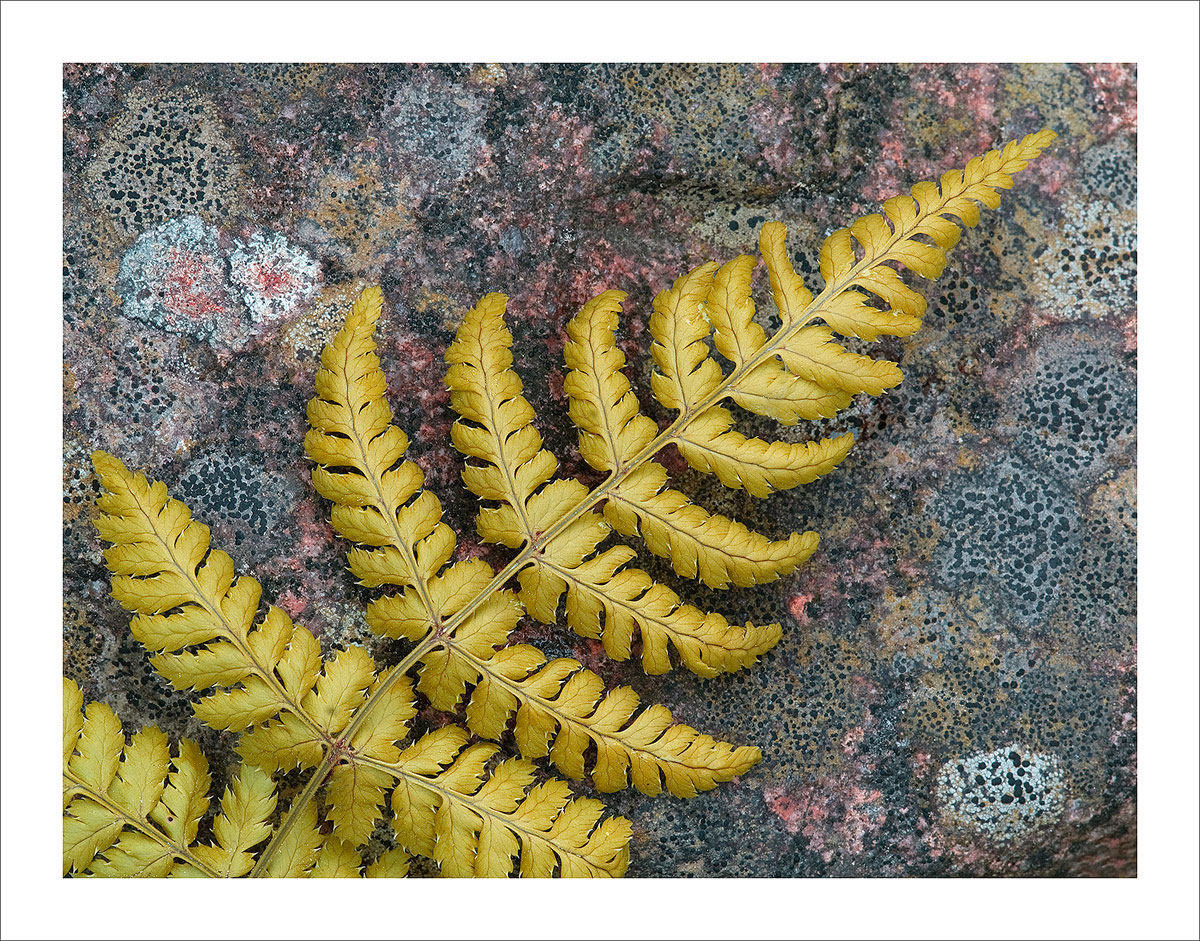 Fern With Lichen