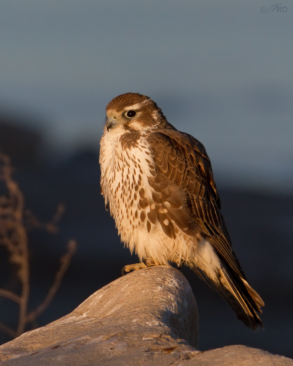 Prairie Falcon