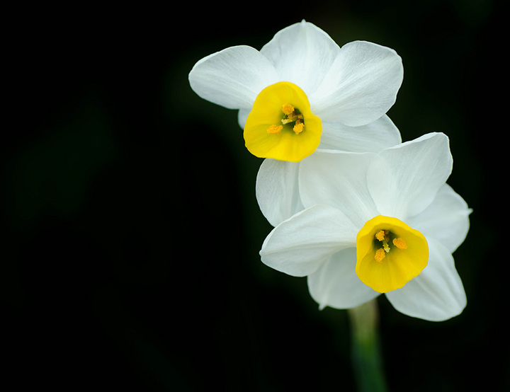 A Breath of Spring