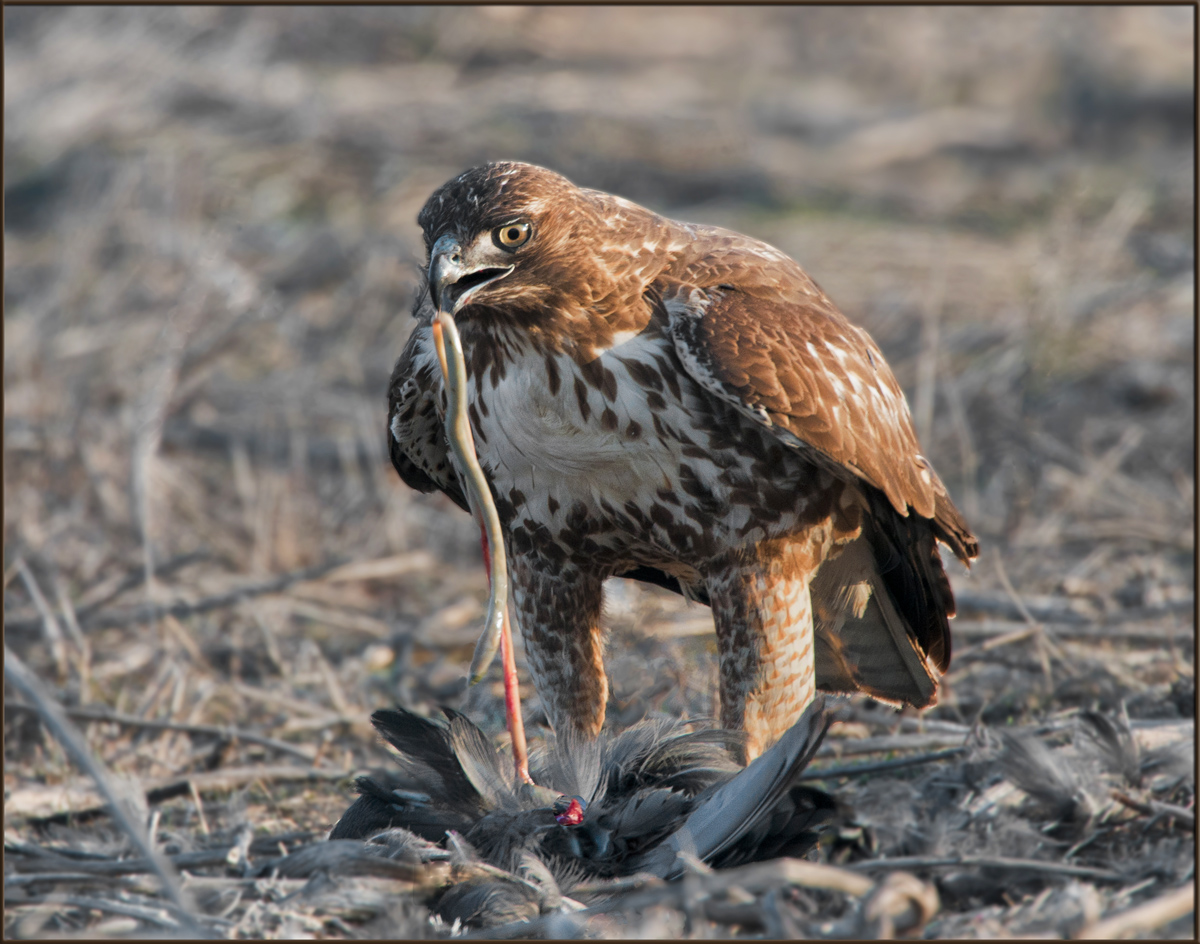Redtail vs Coot 2