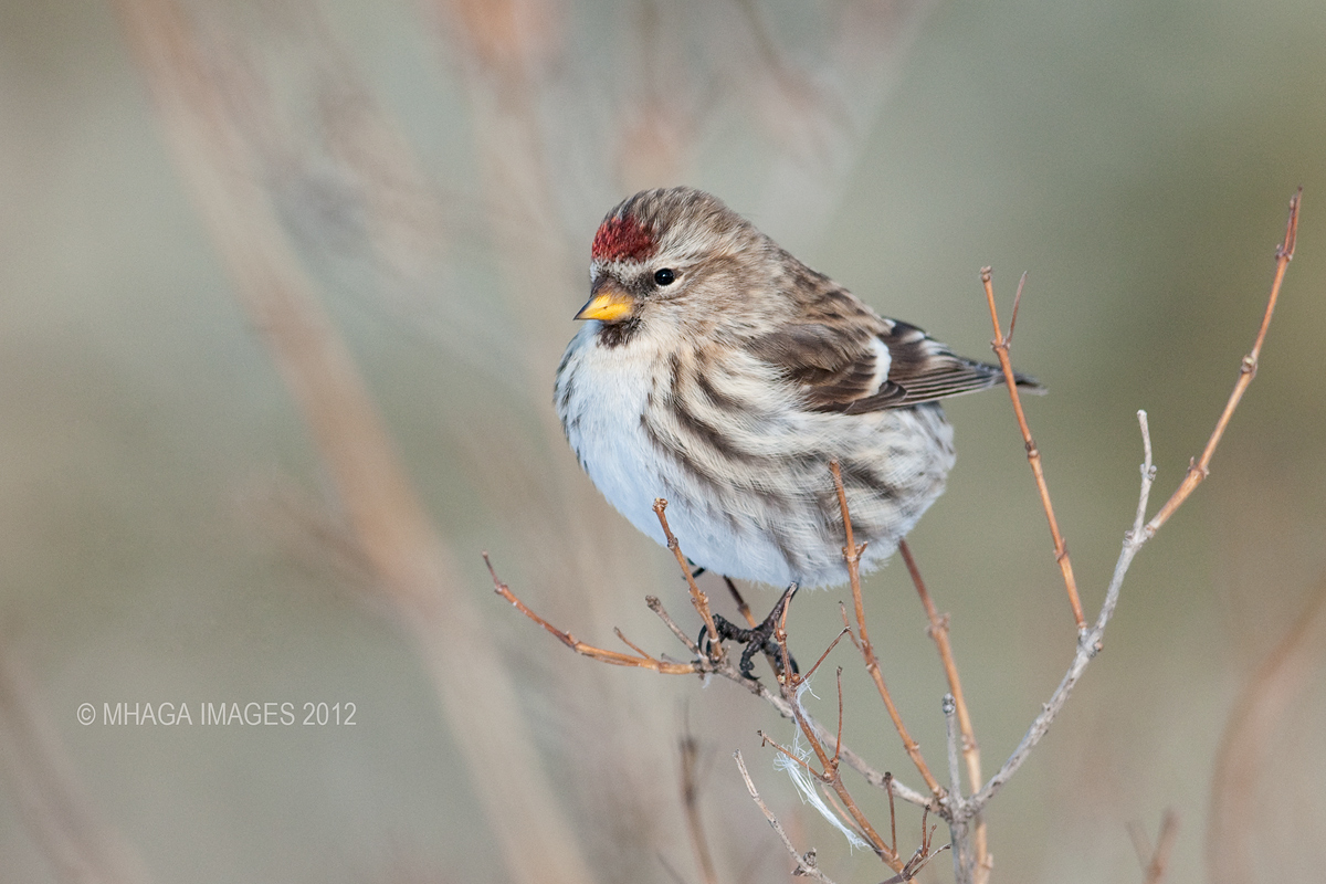 Common Redpoll