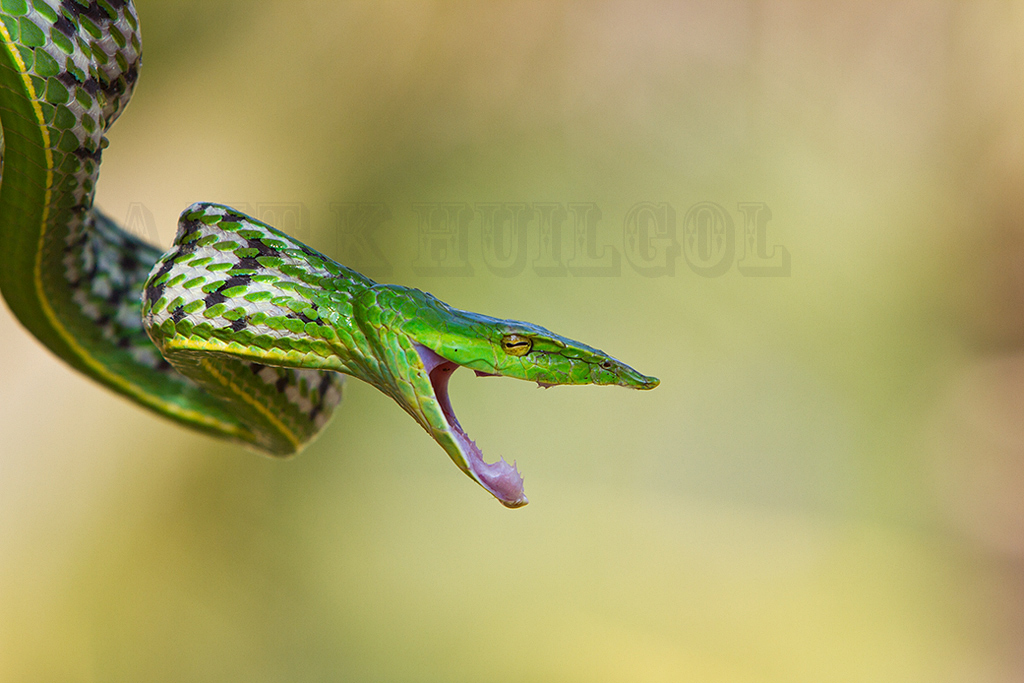 Vine snake