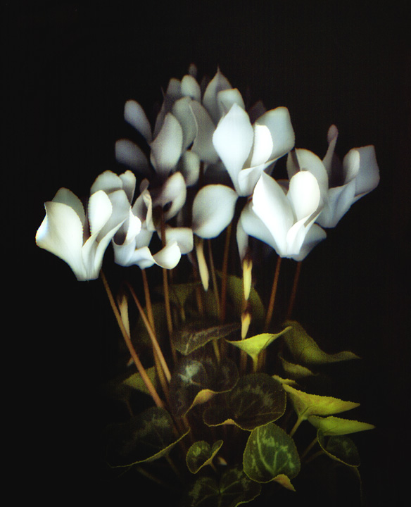 White Cyclamens