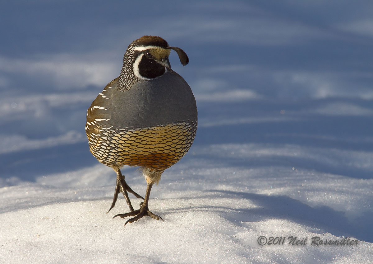 California Quail