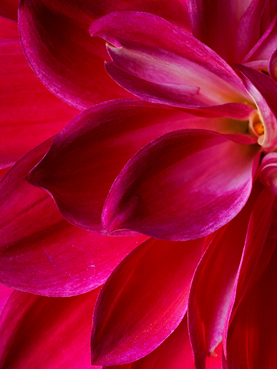 Dahlia 