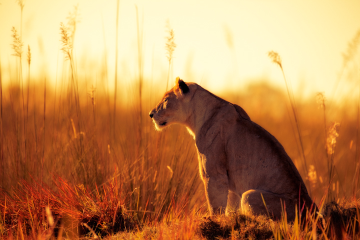 Okavango Stalker
