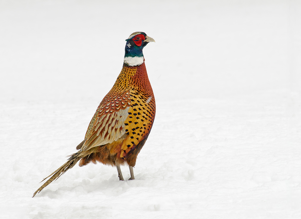 Ring-necked Pheasant #1