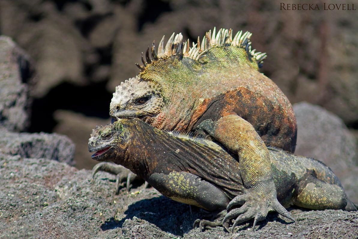 Mating Marine Iguanas