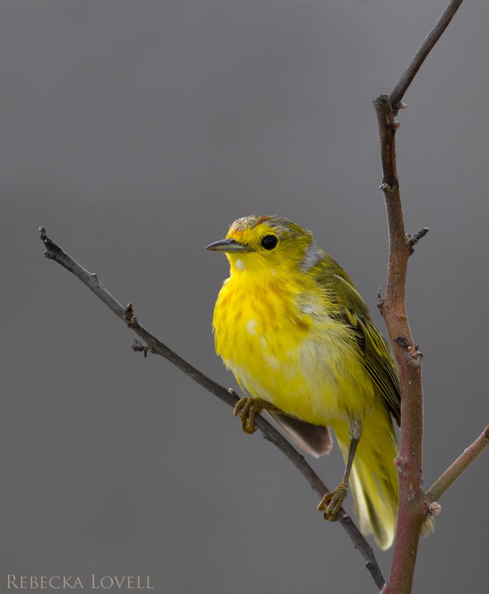 Molting Mangrove Warbler