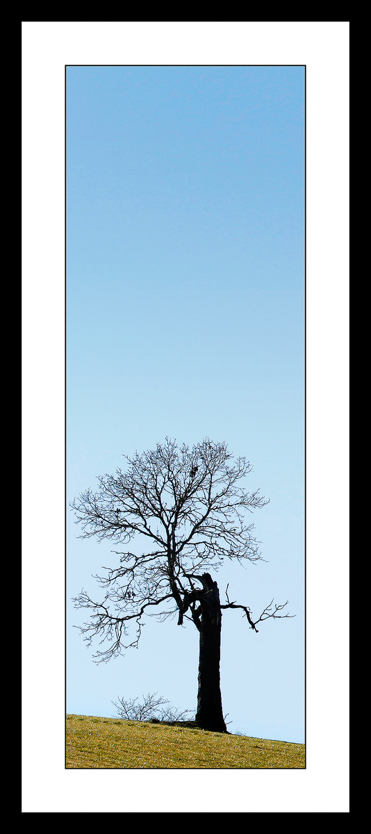 Winter Tree