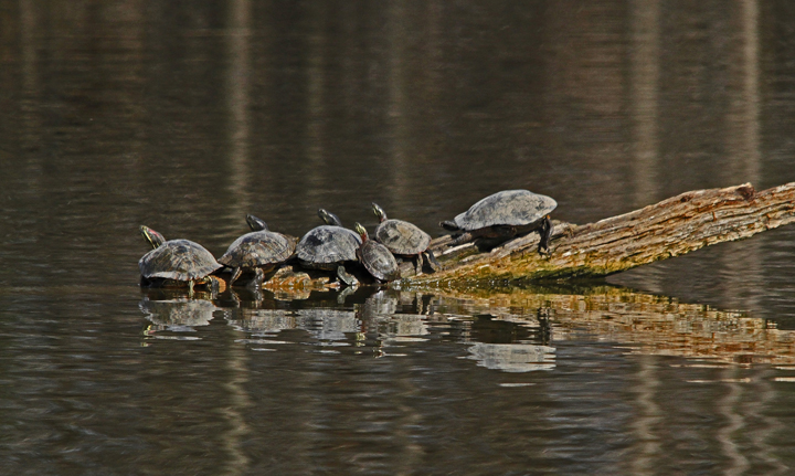 Turtle Roost