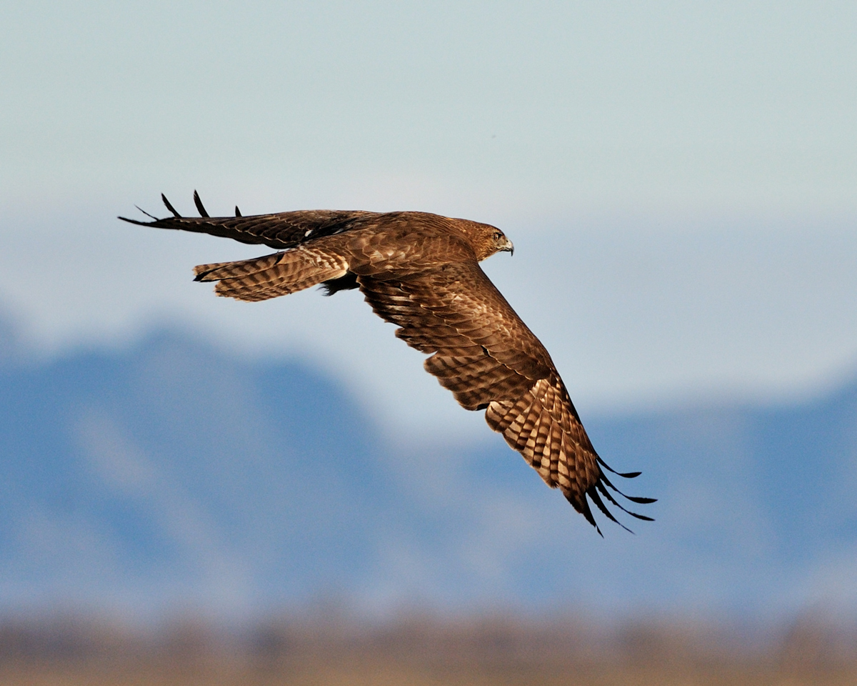 Redtail