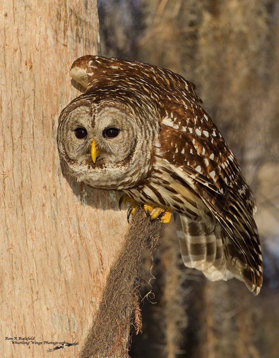 Tree Hugger
