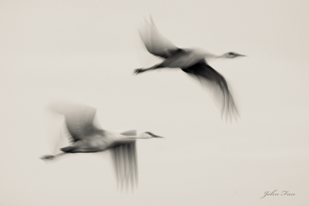 Flying Dreams