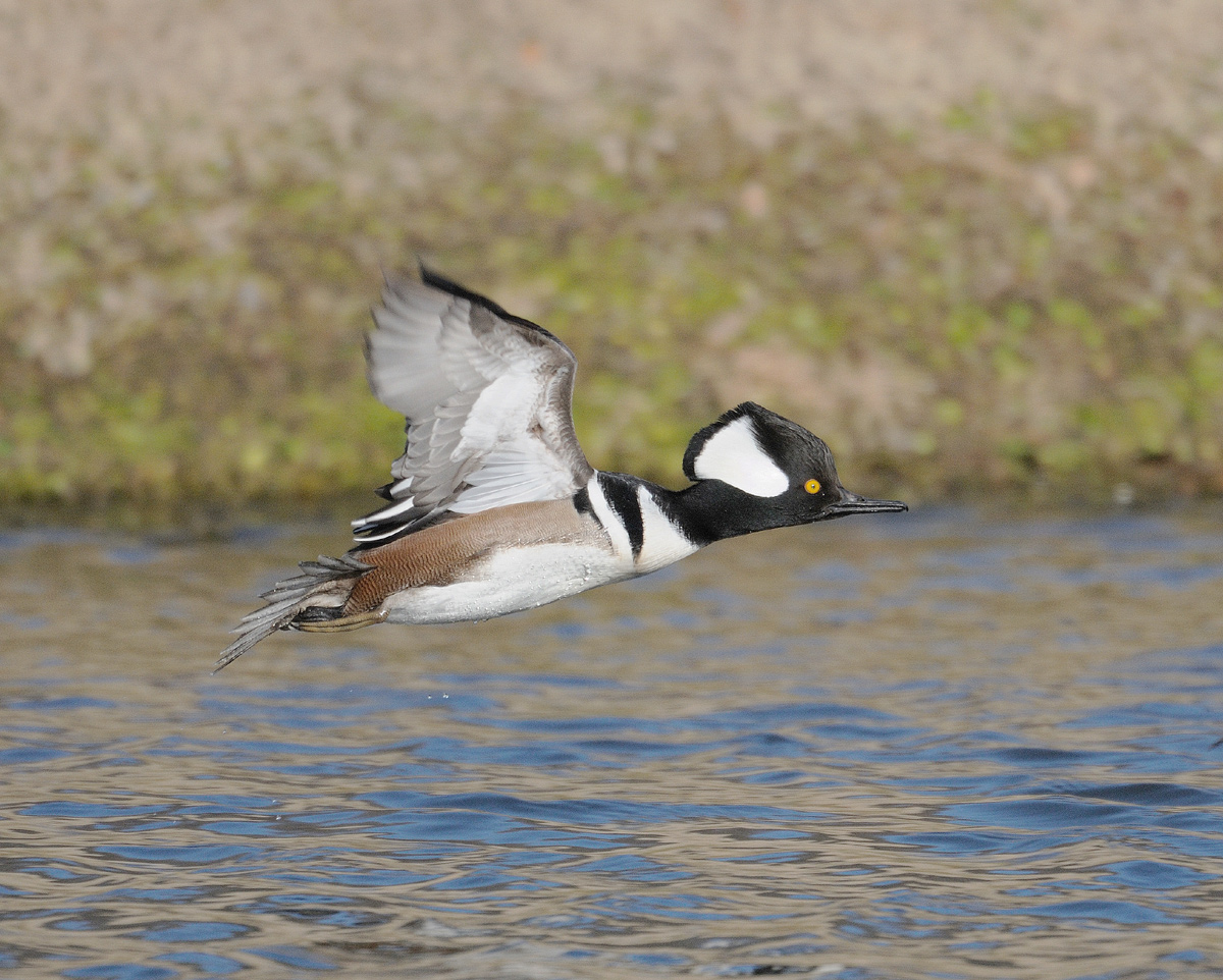 Hooded merganser