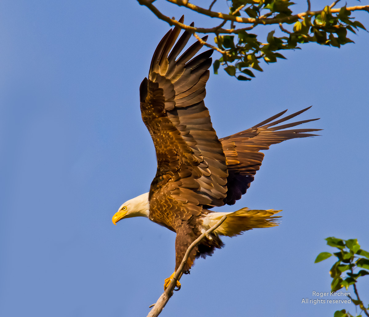 The Eagle has landed