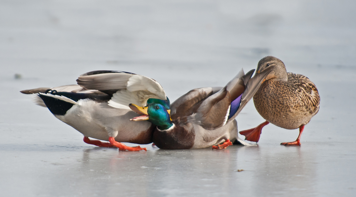 Mallard Quarrel