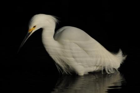 Snowy Egret "In the Dark