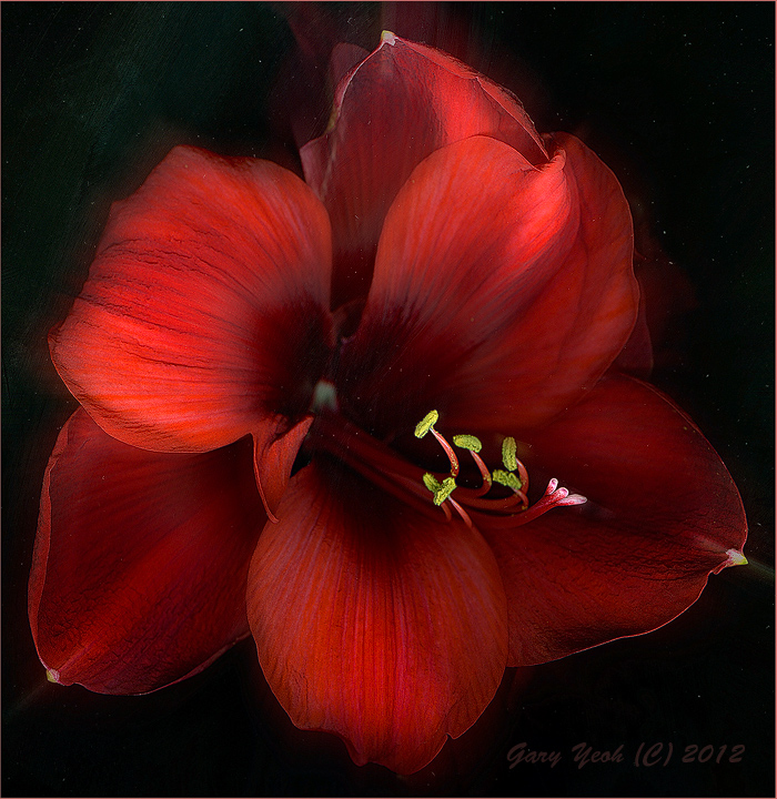 Amaryllis majestika