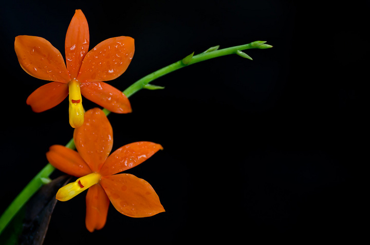 Orchid