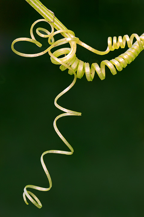 Curling vine