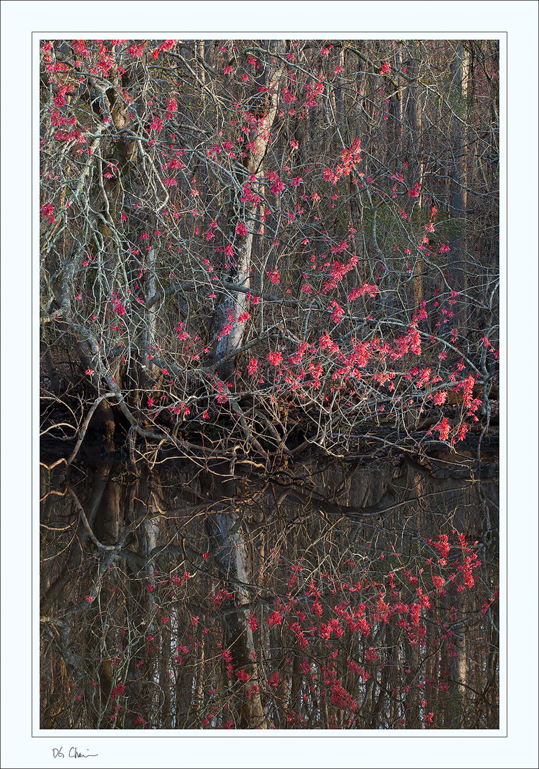 Early Spring