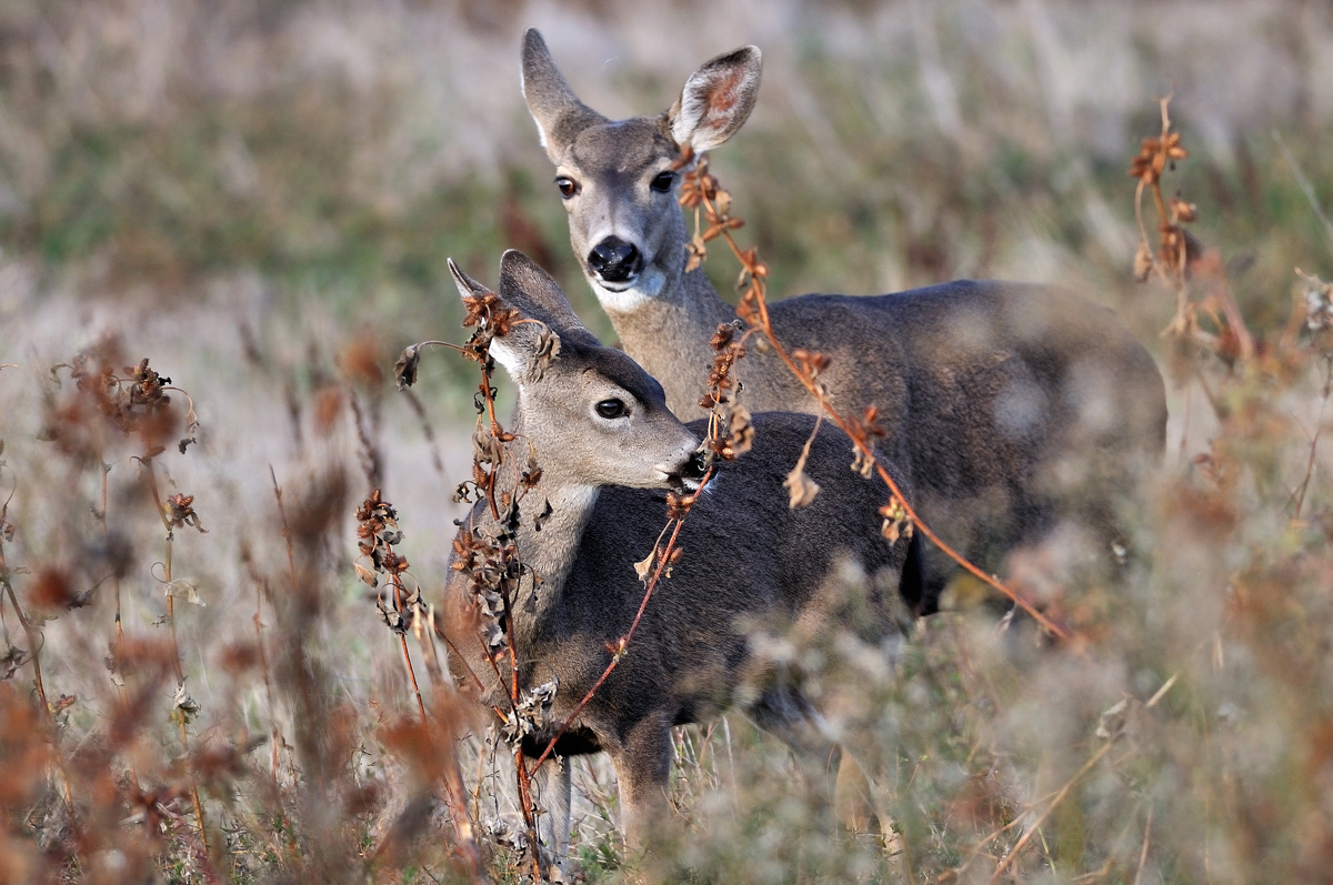 Blacktail and Fawn