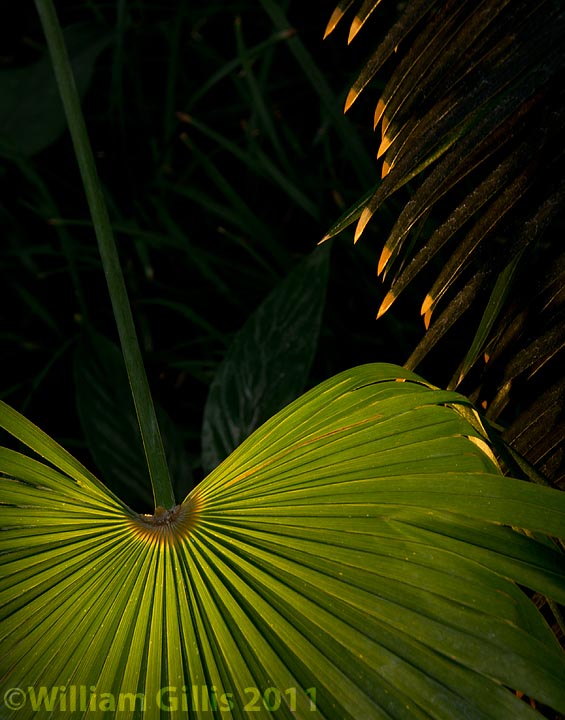 Green & Gold