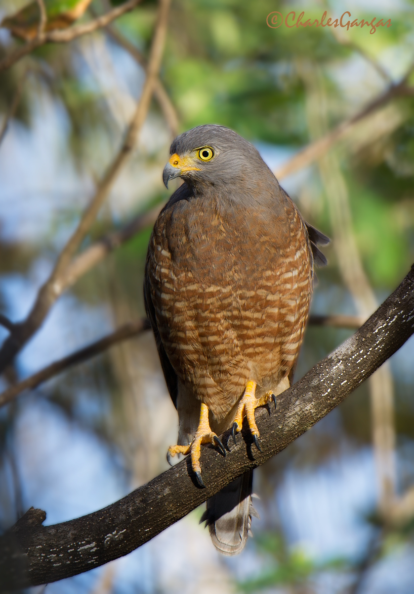 Roadside Hawk