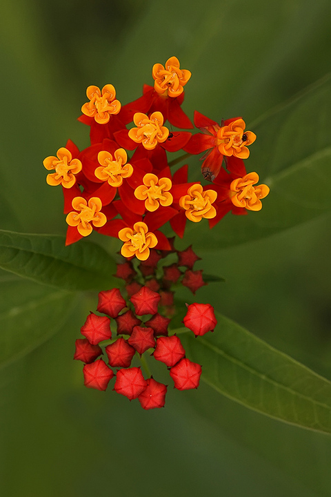 Tropical Milkweed