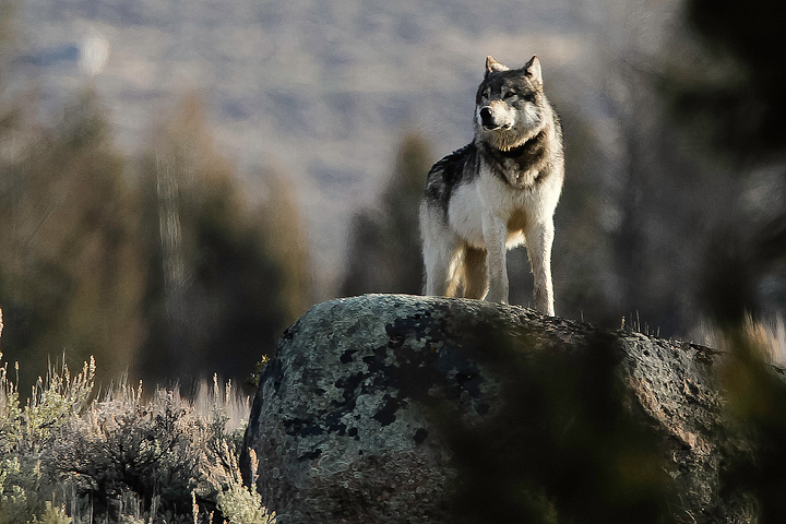 The Sentinel