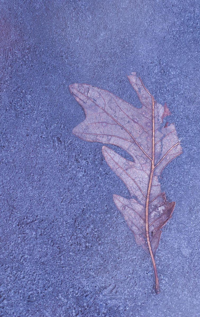 Winter and Leaves