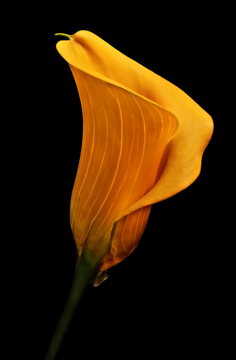 Calla