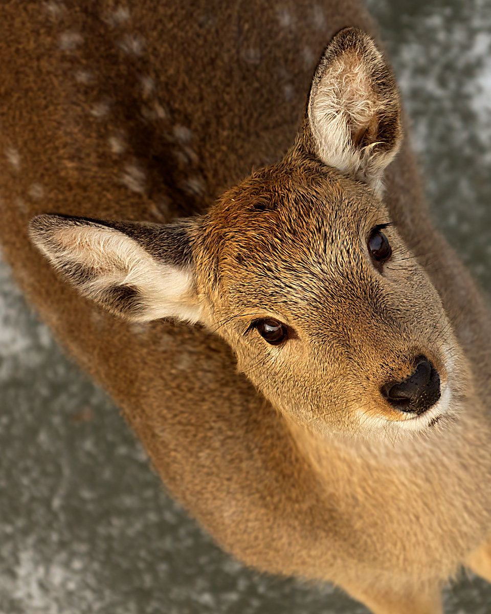 Formoson Sika Deer