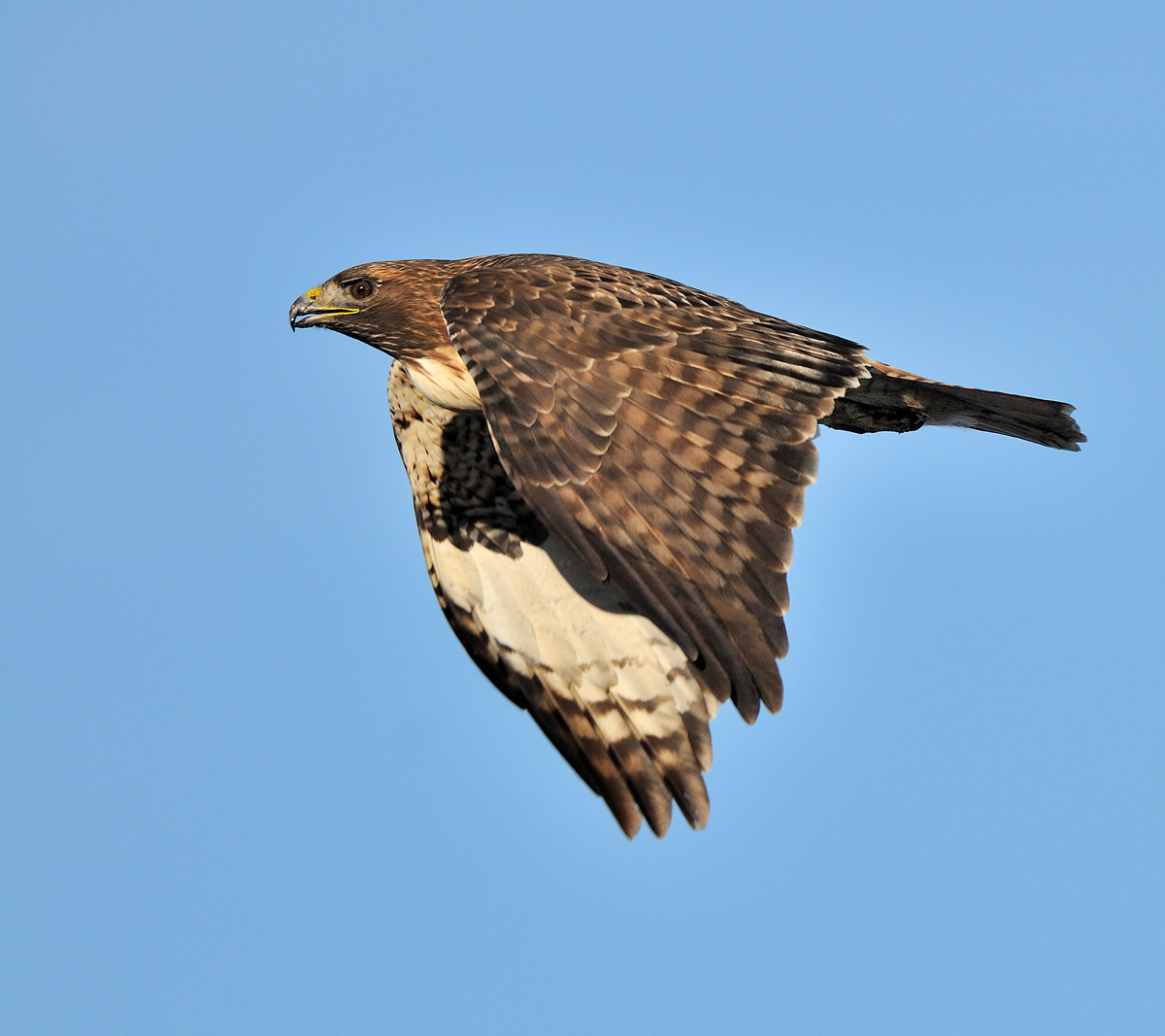 Another Redtail