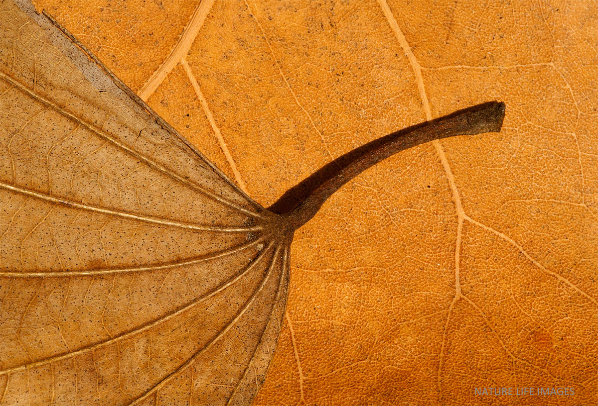 Leaf On Me