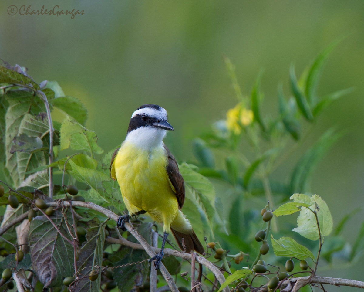 Great Kiskadee w/Repost